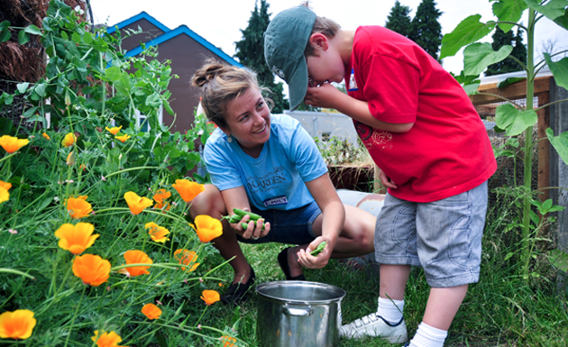 picking beans in the garden