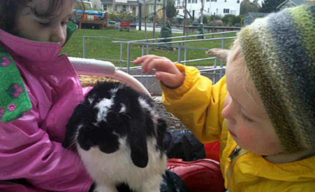 playing with bunnies